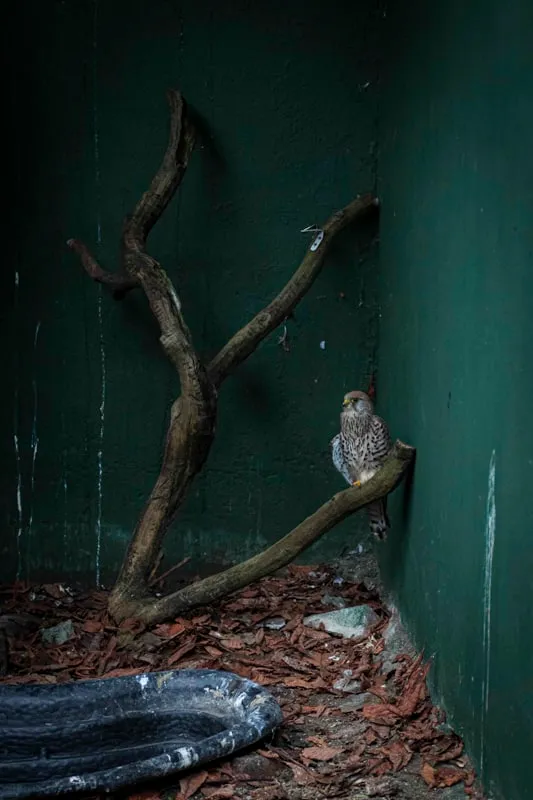 Wild Care