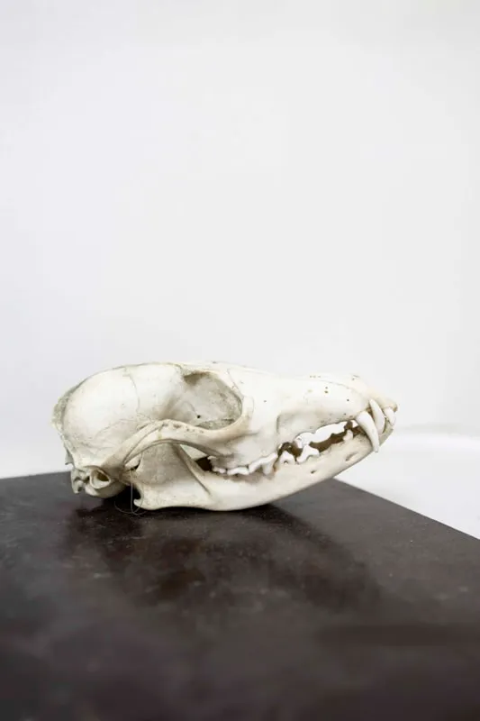 Tirage « Wild Care 05 »