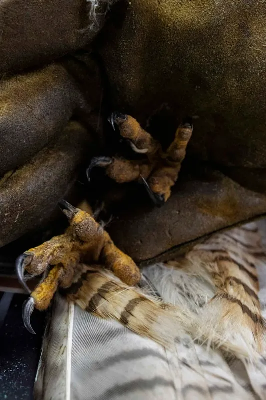 Wild Care - photo 6