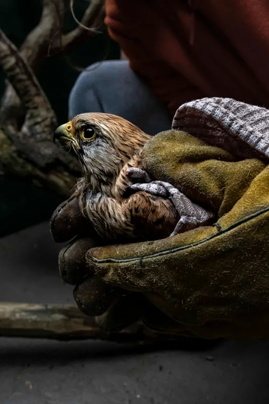 Wild Care - photo 7