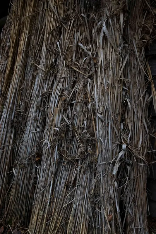 Wild Care - photo 9