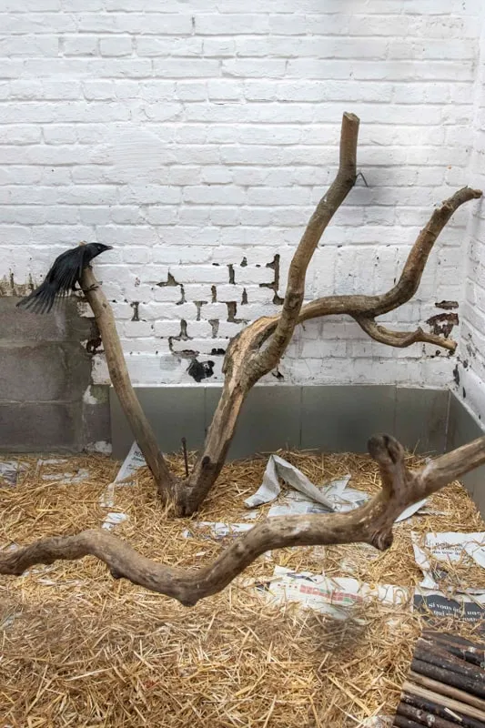 Wild Care - photo 14