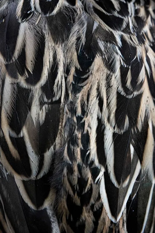 Wild Care - photo 16