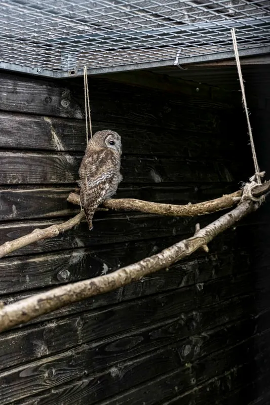 Wild Care - photo 18