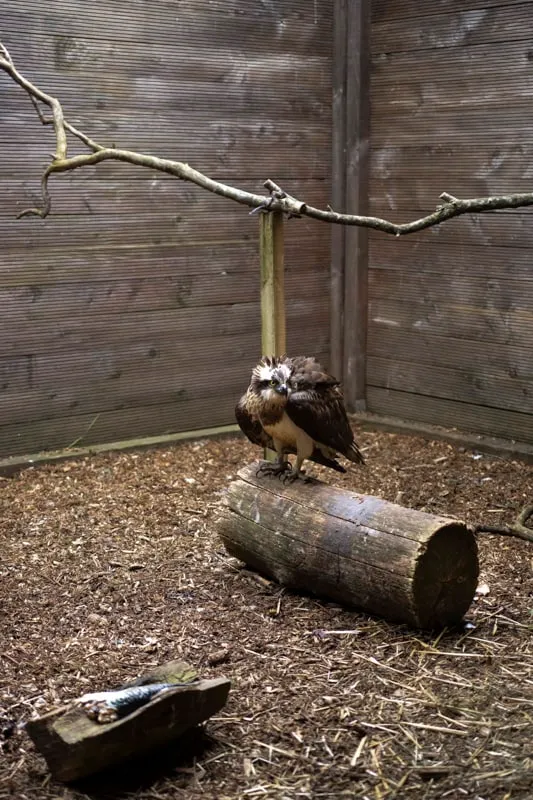 Wild Care - photo 20