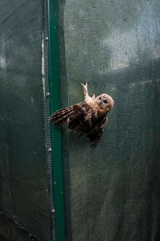 Tirage « Wild Care 21 »